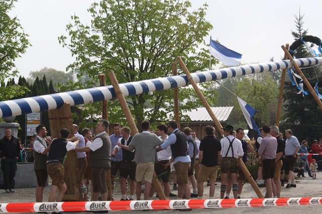 Maibaum 2013